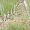 Agricultural Land for Resale in Bhuvanagiri